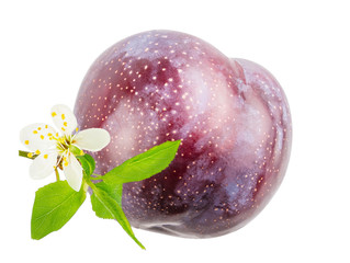 Plum isolated on white background with clipping path