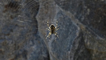 A spider