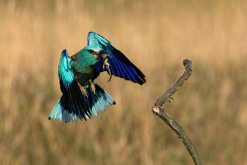 Colorful european roller, coracias garrulus, flying with green lizard in beak in spring. Vibrant...