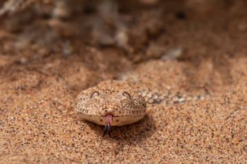 Sidewinding Adder in Namibia