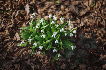 Bush of snowdrops in the garden. Primroses in early spring.