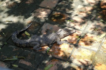 Crocodiles & Alligators