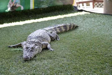 Crocodiles & Alligators