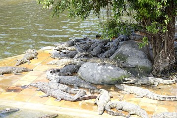Naklejka na ściany i meble Crocodiles & Alligators