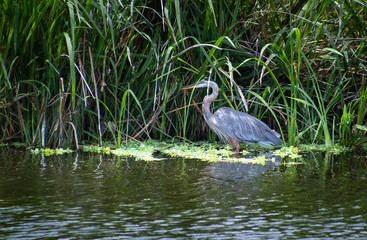 Great Blue Heron fishing along shore in tall grass on lake in Gainesville wetlands in Florida.