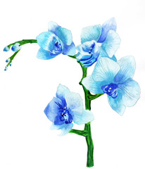 Blue branch of blooming orchid watercolor illustration