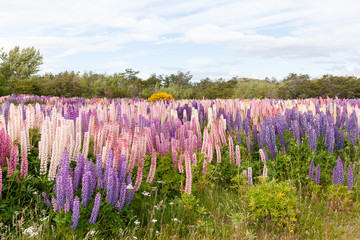 Lupinus, lupin, lupine field with pink purple and blue flowers. Bunch of lupines summer flower background