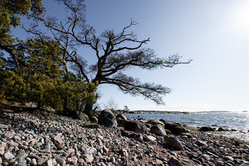 Lonely tree on rocky beach.