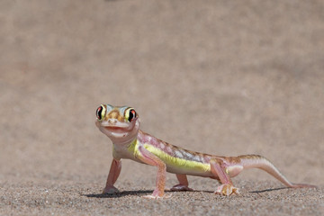 Web-footed Gecko in Dorop National Park Namibia