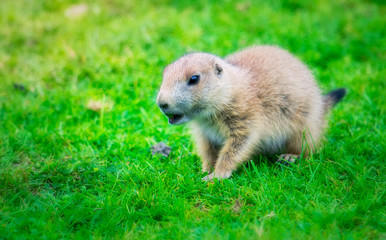 Cute baby prairie dog walking in the grass