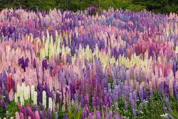 Lupinus, lupin, lupine field with pink purple and blue flowers. Bunch of lupines summer flower...