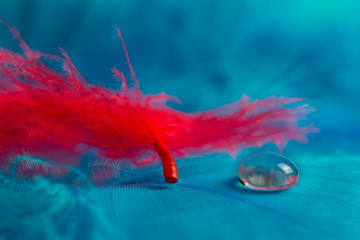 Macro view of red feather