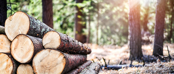 Log trunks pile, the logging timber forest wood industry. Wide banner or panorama wooden trunks - obrazy, fototapety, plakaty