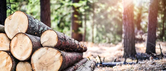 Rollo Holzstämme stapeln sich, die Holzwirtschaft der Holzindustrie. Breites Banner oder Panorama-Holzstämme © Milan