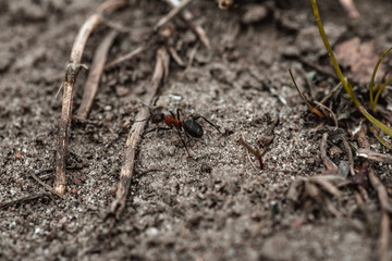Mrówka pośród gałązek