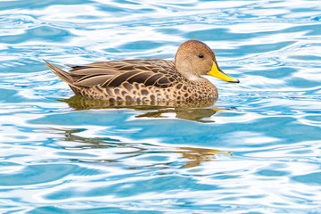 Yellow-billed Pintail (Anas georgica georgica) swimming at Almirante Montt Gulf - Chile
