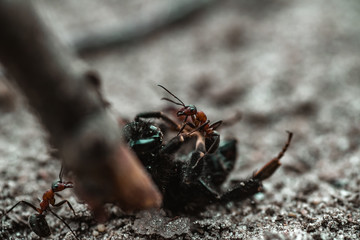 Mrówka walcząca z większym owadem - obrazy, fototapety, plakaty