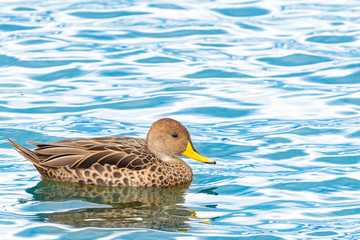 Yellow-billed Pintail (Anas georgica georgica) swimming at Almirante Montt Gulf - Chile