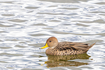 Yellow-billed Pintail (Anas georgica georgica) swimming at Almirante Montt Gulf - Chile