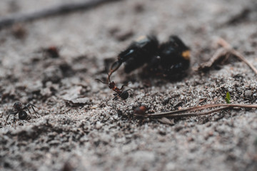 Mrówka walcząca z większym owadem - obrazy, fototapety, plakaty
