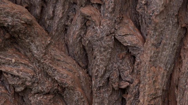 Background tree bark with fungi close up UK 4K