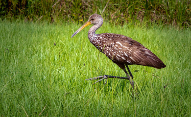 Brown Limpkin foraging in grass for insects in Gainesville wetlands in Florida.