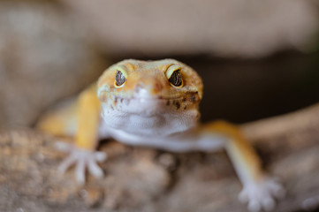 Cute exotic pet reptile gecko Leopard Gecko-eublepharis in selective focus. Artificial lighting.