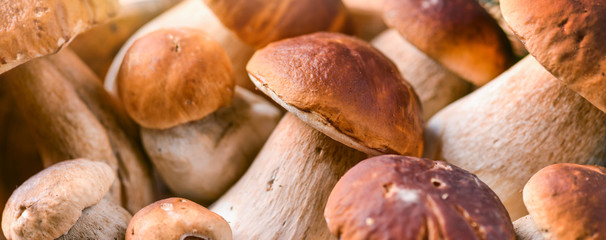 Fresh boletus mushrooms banner or panorama photo top view. Wide mushroom background or texture....