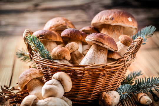 Mushroom Boletus in wooden wicker basket. Autumn Cep Mushrooms. Boletus edulis over Wood Background, close up on  rustic table. Cooking delicious organic deliciou food mushroom.