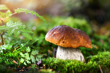 Beautiful boletus edulis mushroom in amazing green moss. Amazing old magic forest mushrooms...