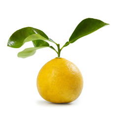 Bergamot Orange – "Femminello" Cultivar – Isolated on White Background