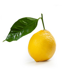Bergamot Orange – "Fantastico" Cultivar – Isolated on White Background