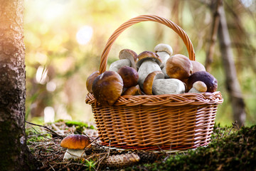 Mushroom Boletus in wooden wicker basket. Autumn Cep Mushrooms. Spring Boletus edulis detail....