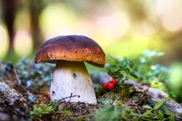 Mushrooms cut in the woods. Mushroom boletus edilus. Popular white Boletus mushrooms in forest.