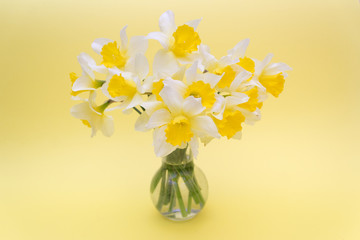 bouquet of yellow daffodils on yellow background, spring concept