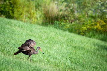 Brown Limpkin hunting in the grass at Gainesville Wetlands in Florida.