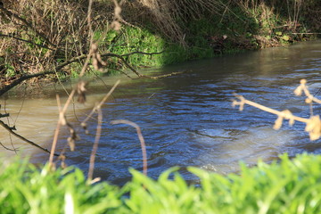 Stream of Water Behind Green Grass Blades