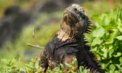 marine iguana sunbathe on the galapagis islands (ecuador)