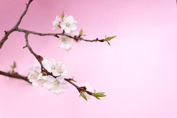 Naklejka na ściany i meble Cherry blossom, cherry tree