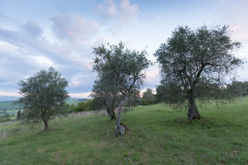 Traditional old of olive trees in plantation. Morning sky. Agricultural land, Italy, Tuscany...