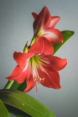 Red amaryllis flowers in bloom isolated on a white background