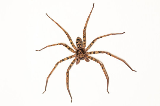 A large brown and black spider on a white wall