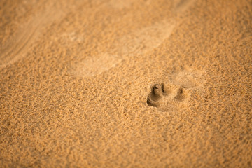 Fototapeta na wymiar A Footprint of Dog's Paw on Sandy Beach in Conil, Spain