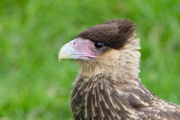Portrait of a southern crested caracara - (Caracara Plancus)
