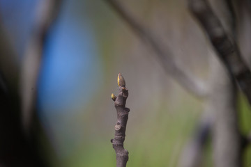 young spring bud on fig branch