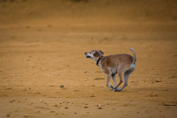 A Happy Brown Dog Running and Playing on the Beach in Conil, Spain