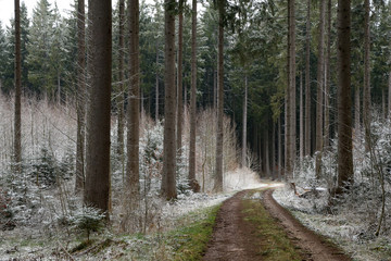 Forest with tall fir trees and forest road