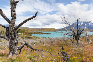 Fototapeta na wymiar Landscape of Pehoe Lake - Torres del Paine National Park