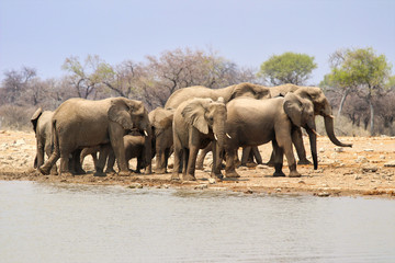 Fototapeta premium African elephants (Loxodonta africana) at the waterhole - Namibia Africa 