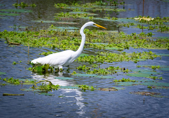 Great White Egret fishing at wetlands in Gainesville Florida.